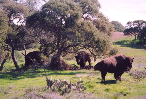 Catalina bison
