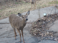 Deer looking at you