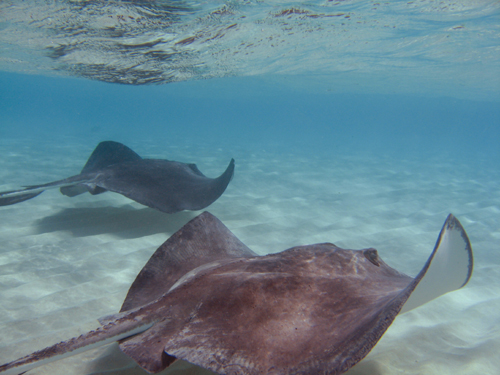 sting rays