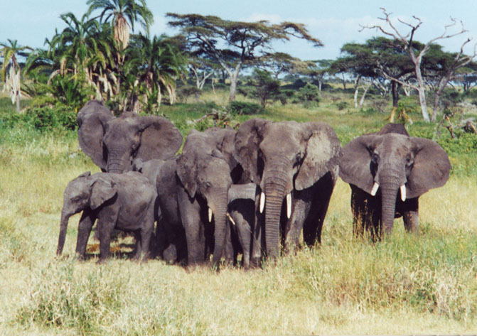 Elephants