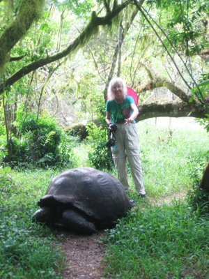 Galapagos Tortoise