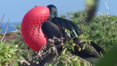 Galapagos Frigate