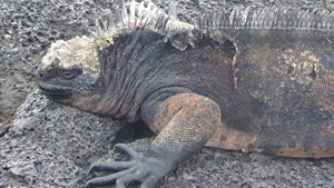 Marine Iguana