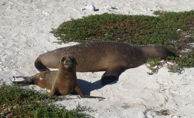 Galapagos Sea Lion