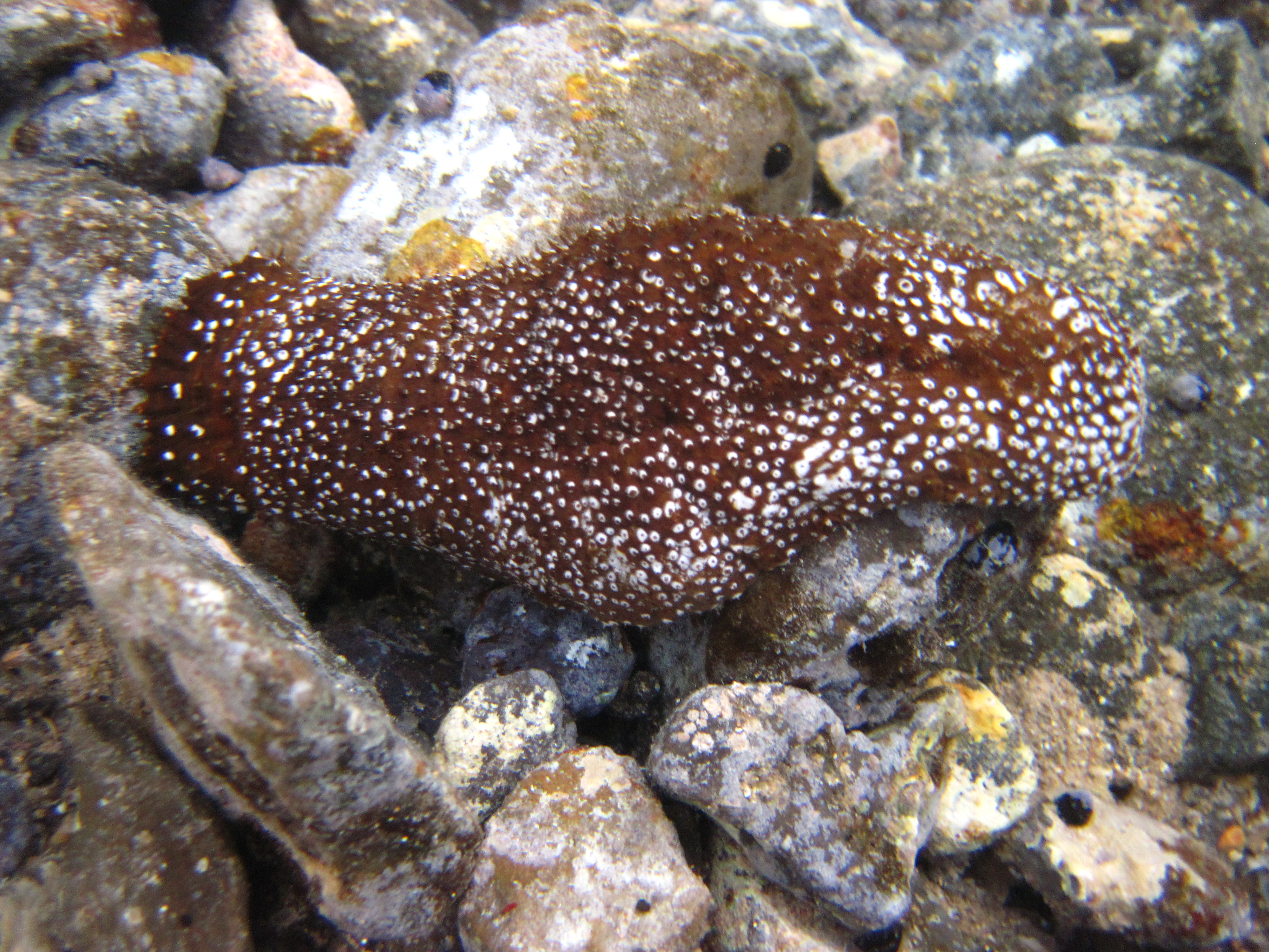 napili sea cucumber