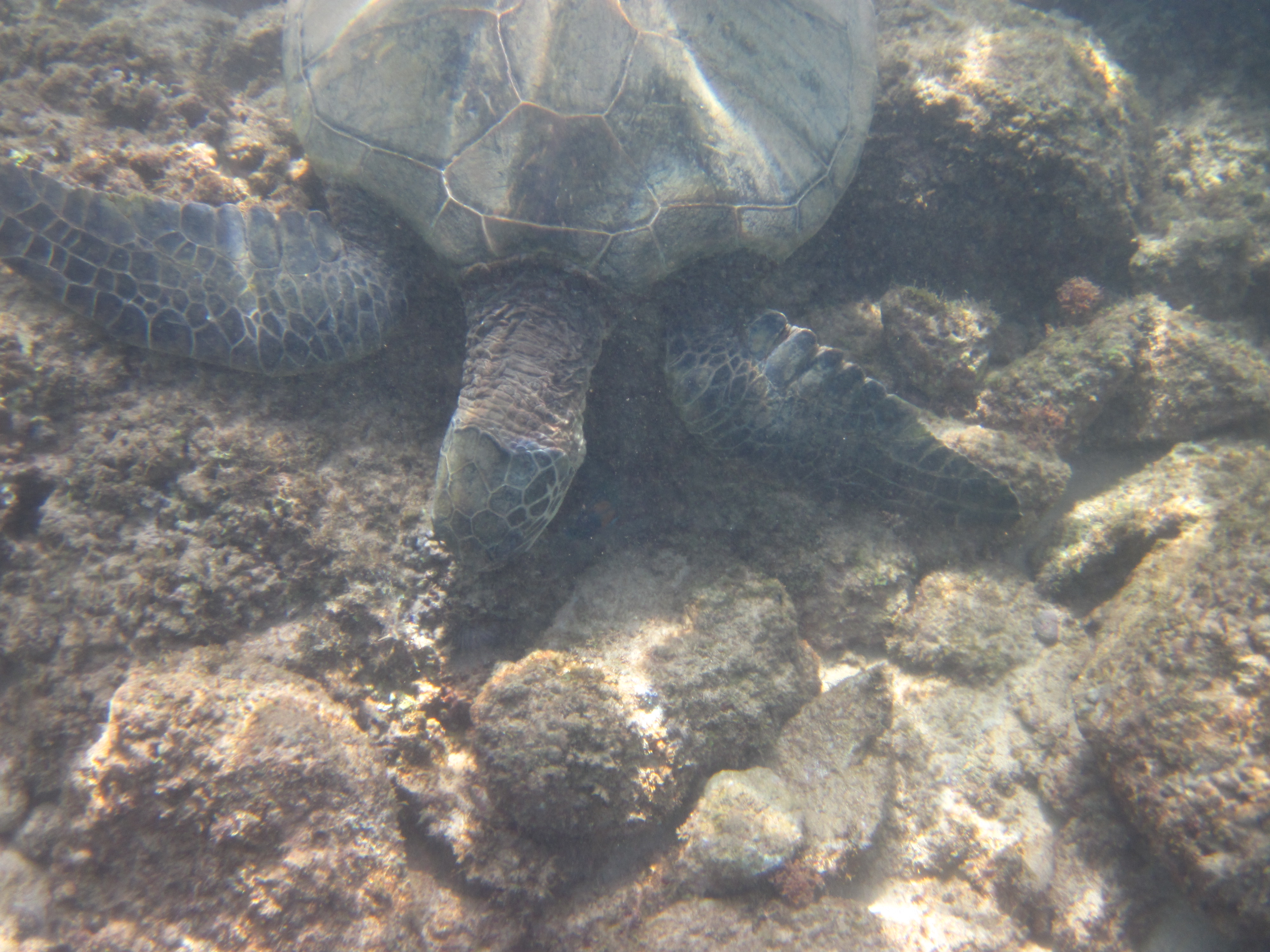 Green sea turtle rests on ocean bottom, Kapalua Bay