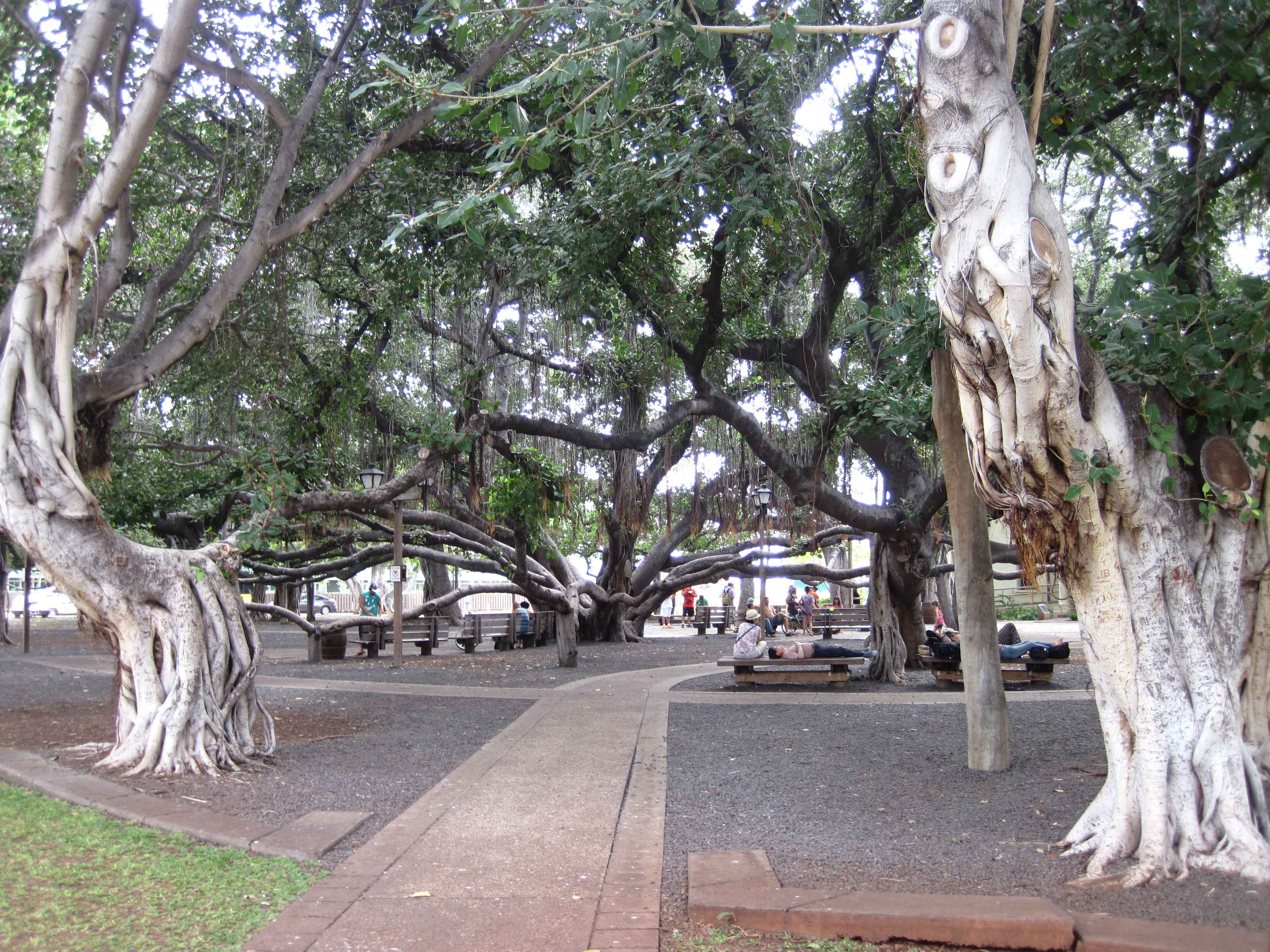 banyan tree