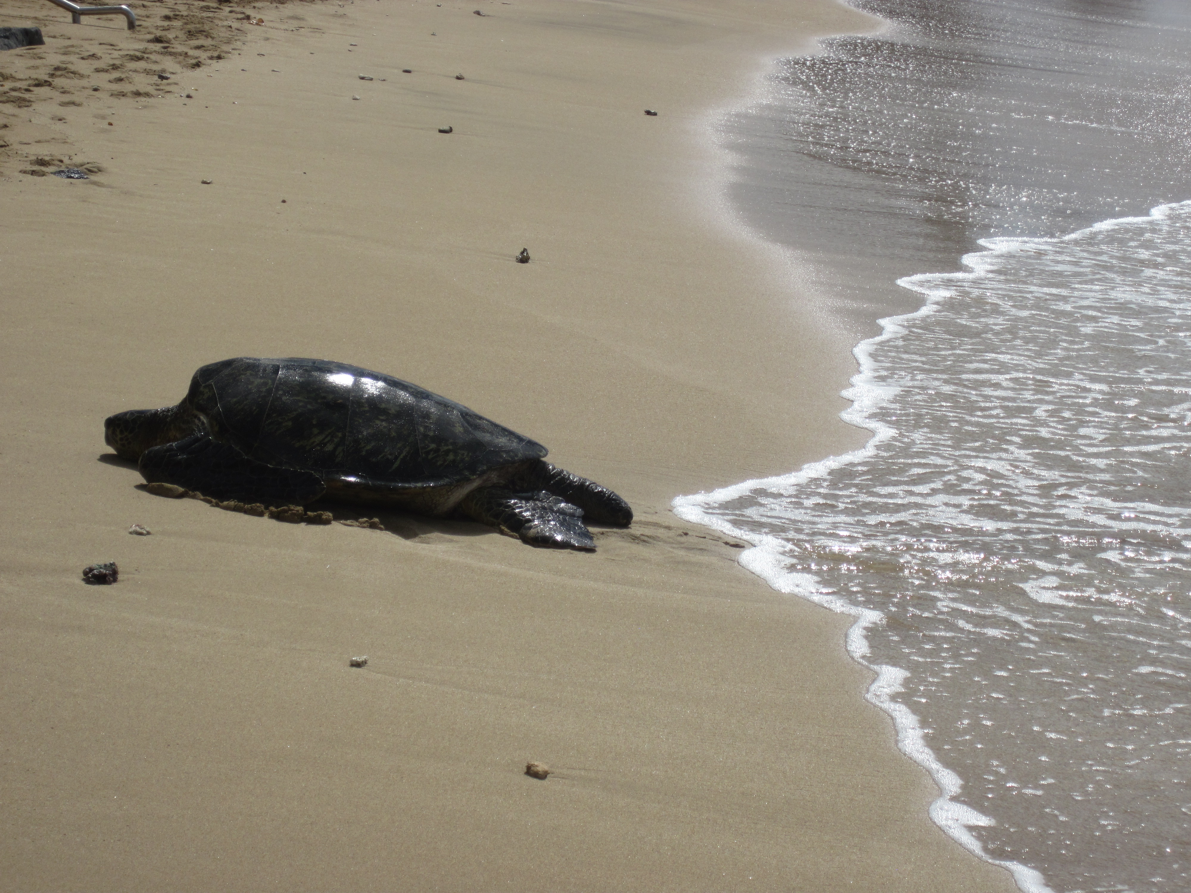 sea turtle