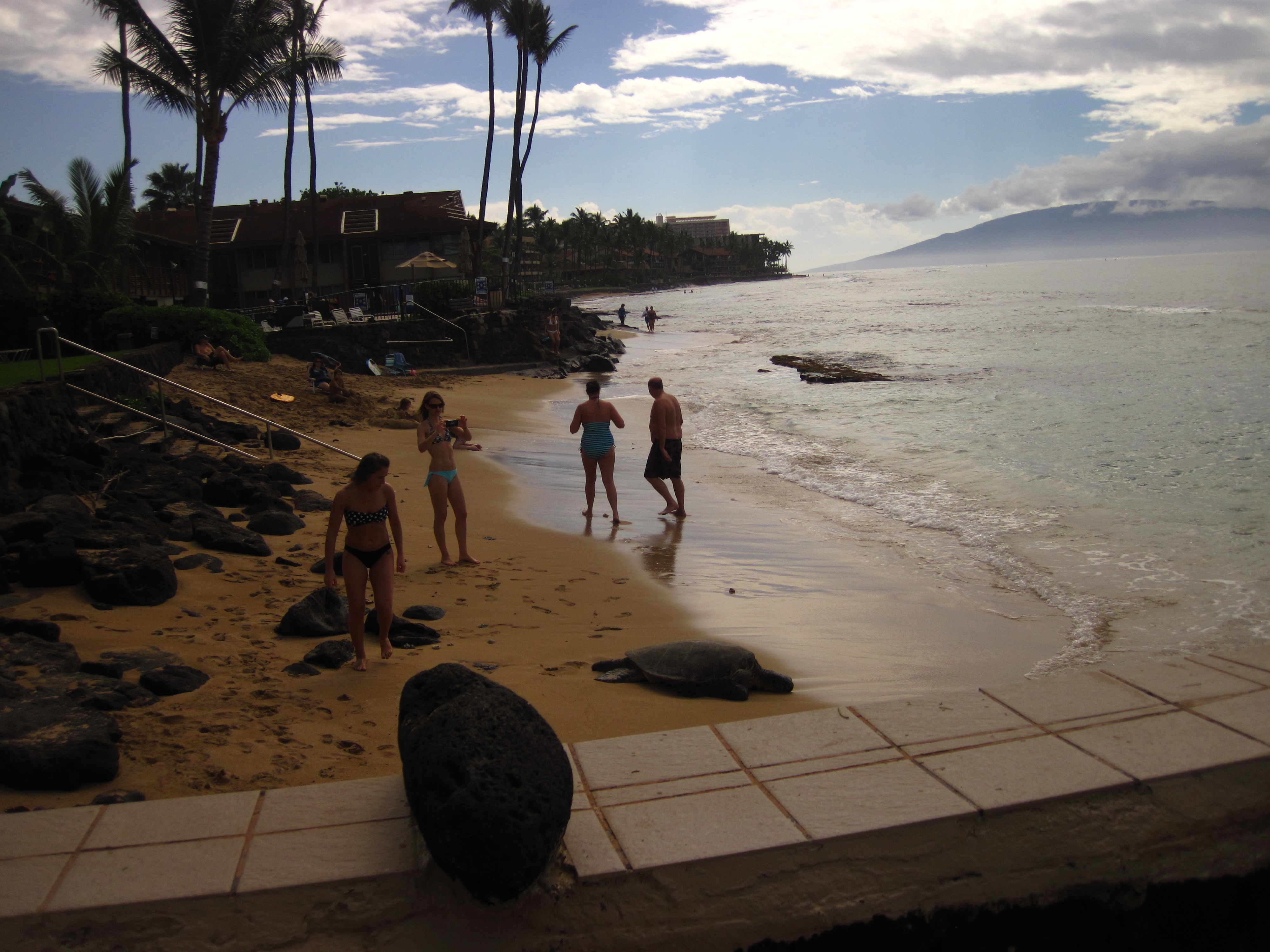 Watching a resting turtle just before sunset