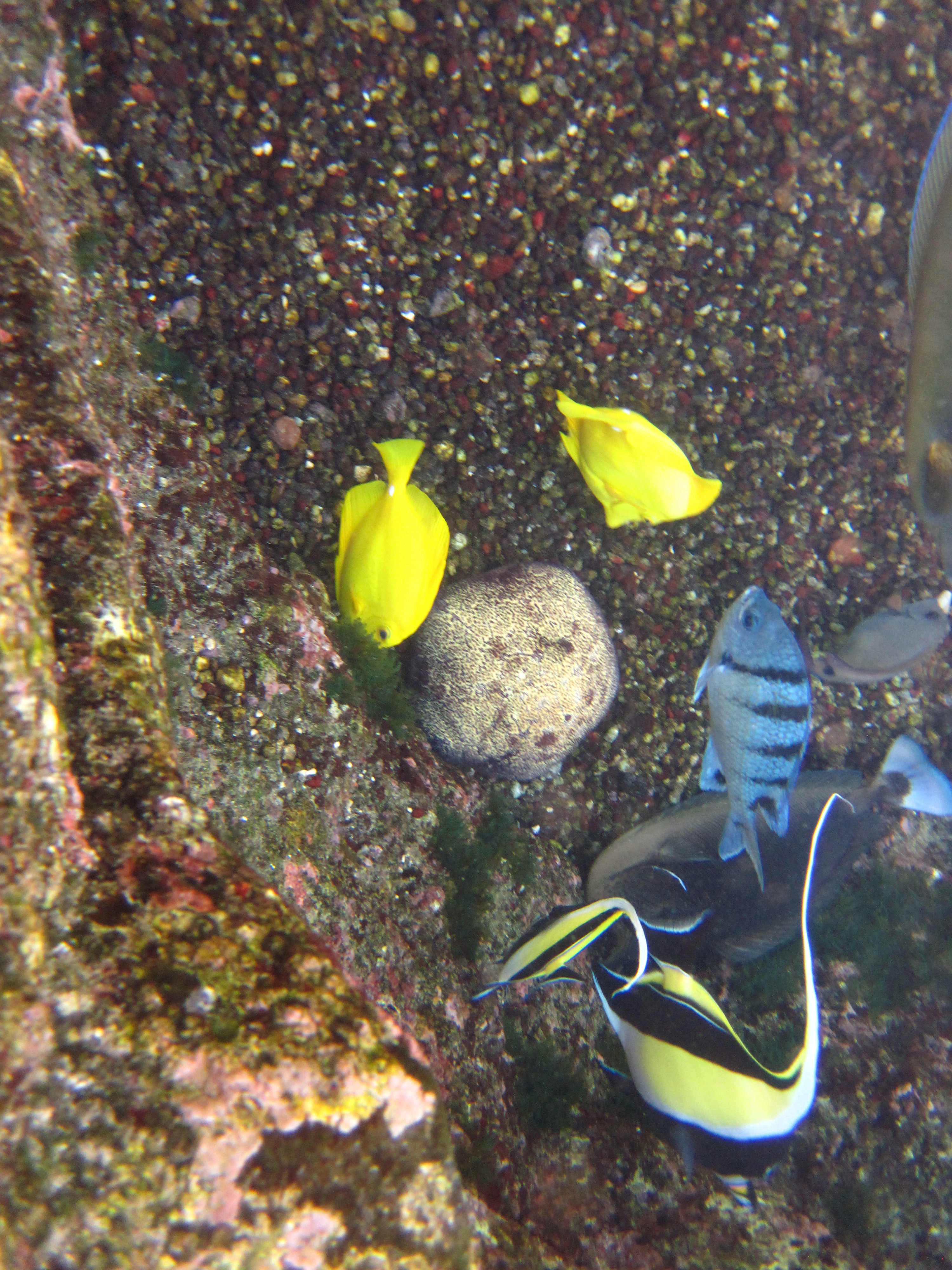 Surge Pool: yellow tang, Hawaiian major, Moorish Idols