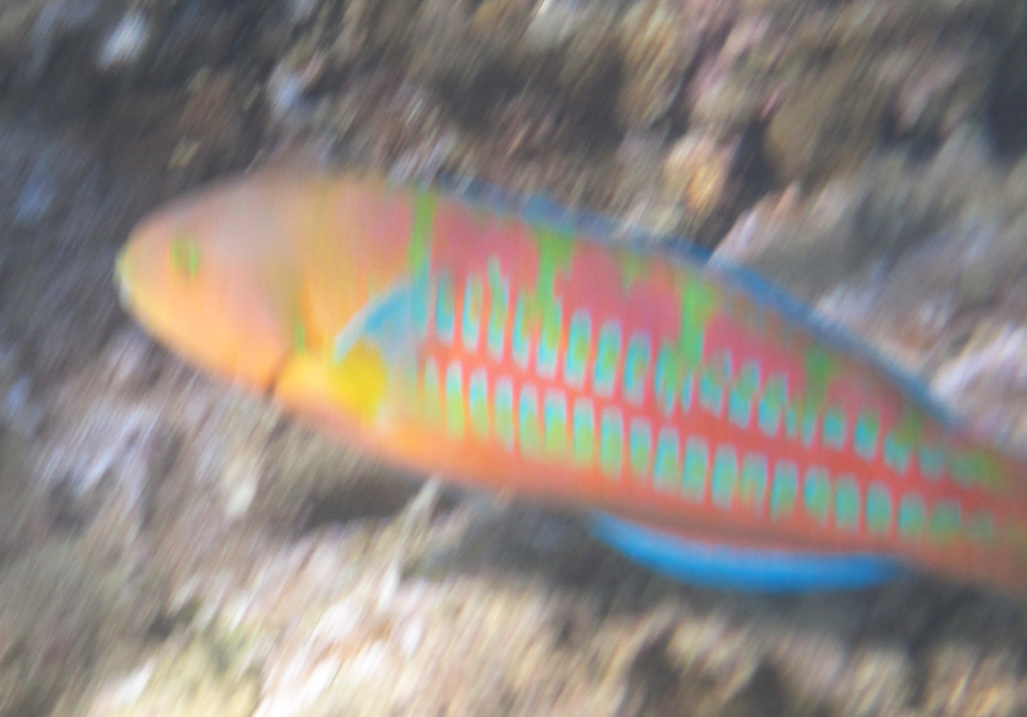 Christmas Wrasse