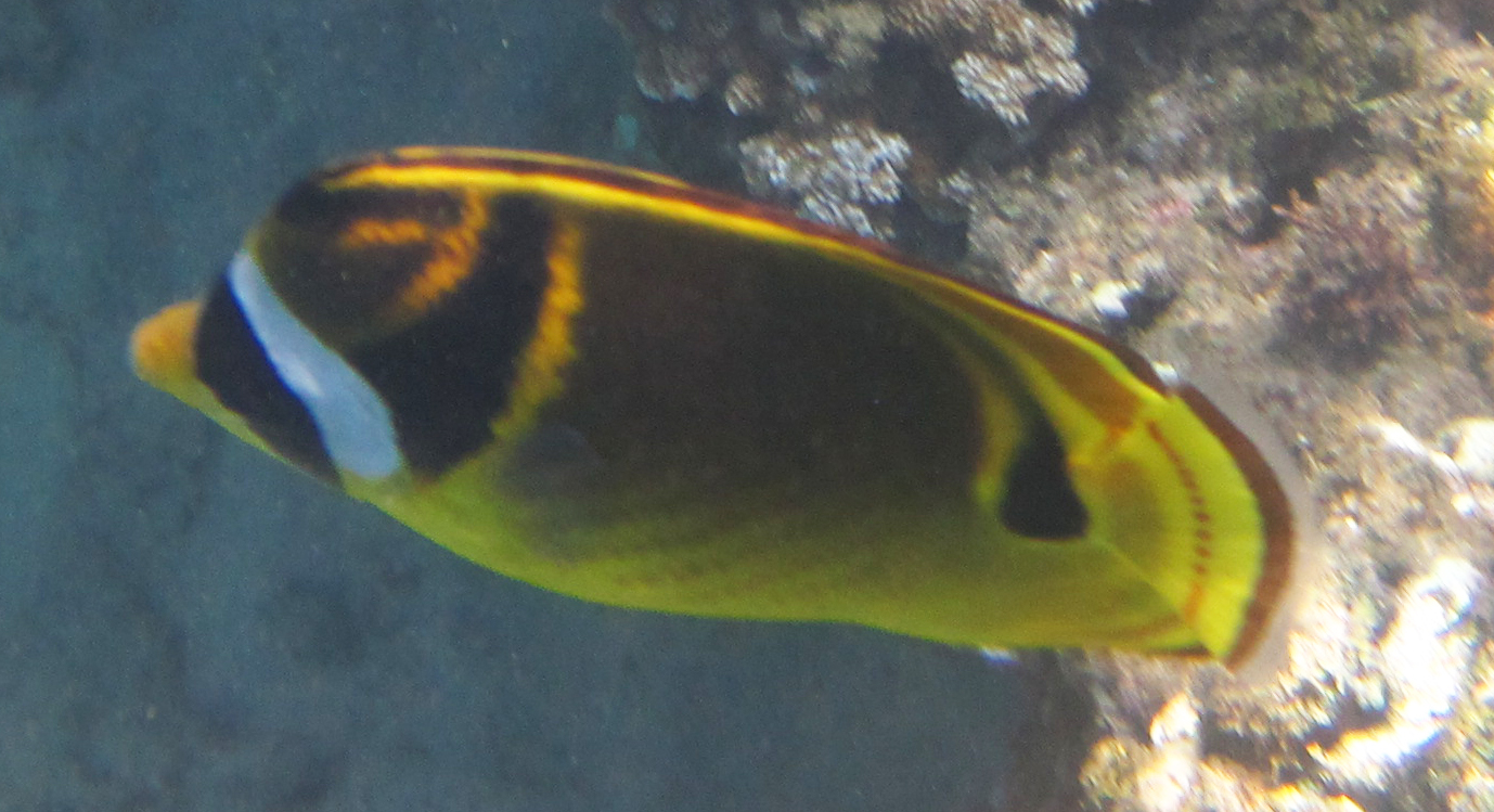 Raccoon Butterfly Fish