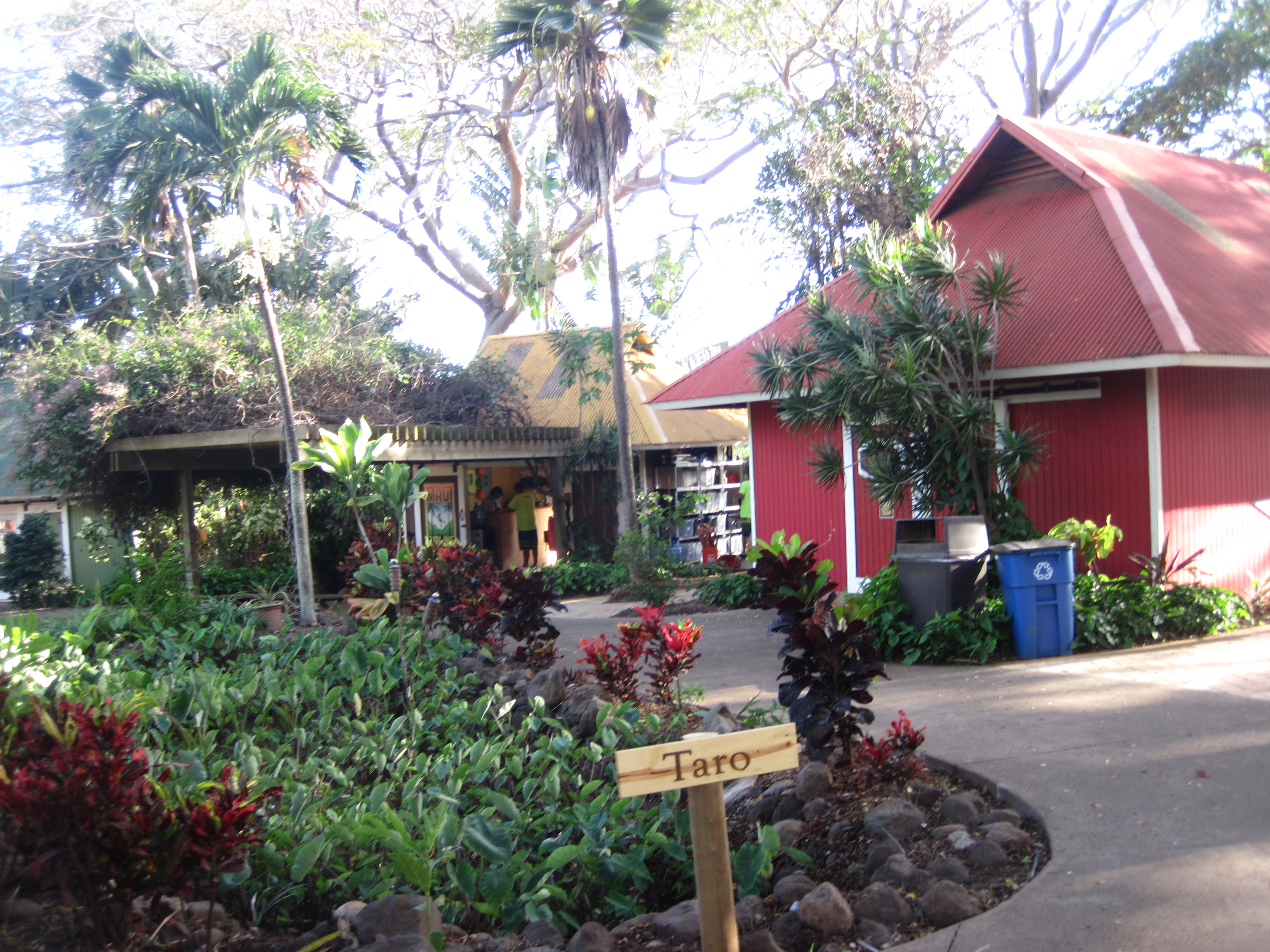 Taro plants and shops, Maui Tropical Plantation