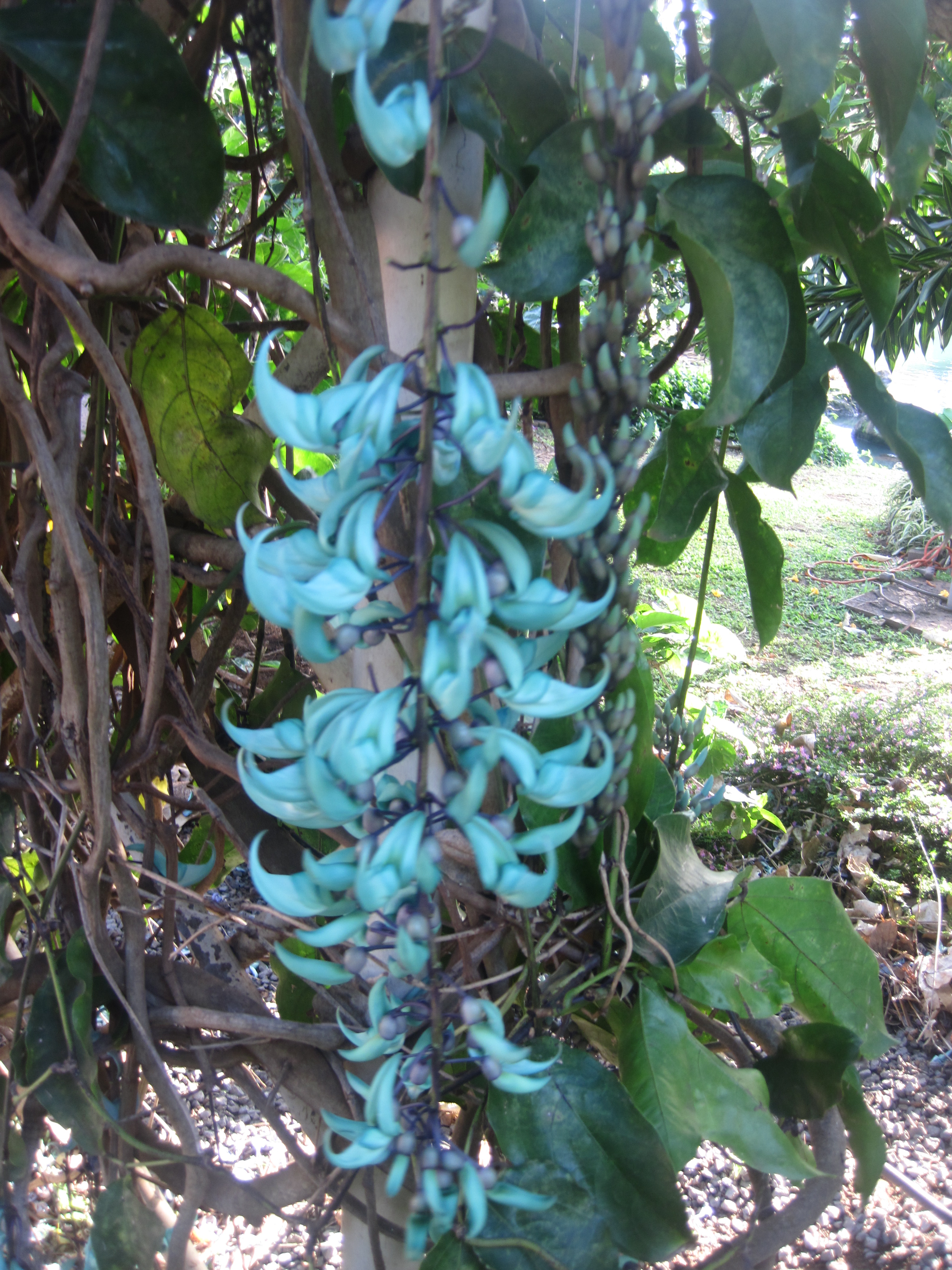 The beautiful Jade Vine blossoms