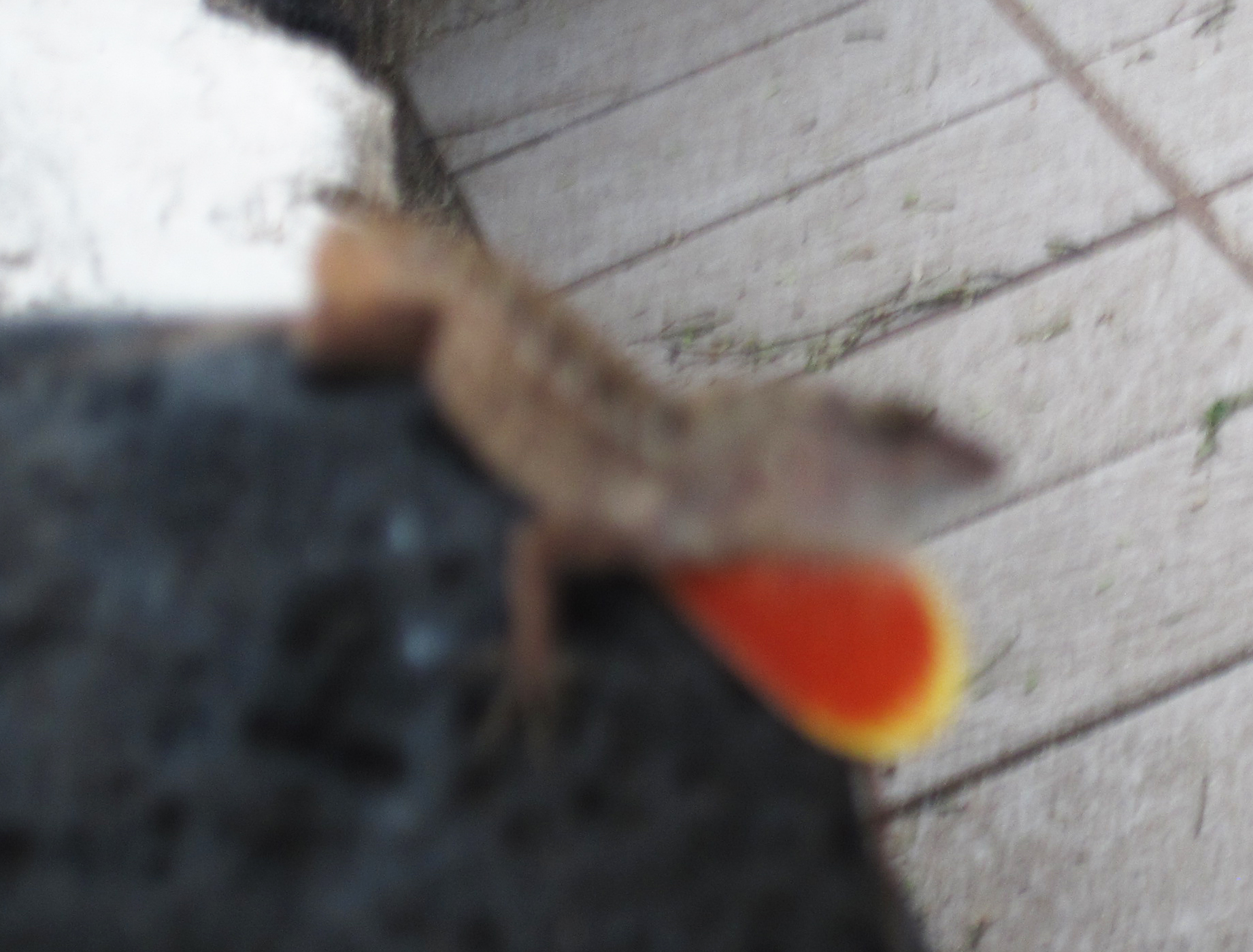 gecko