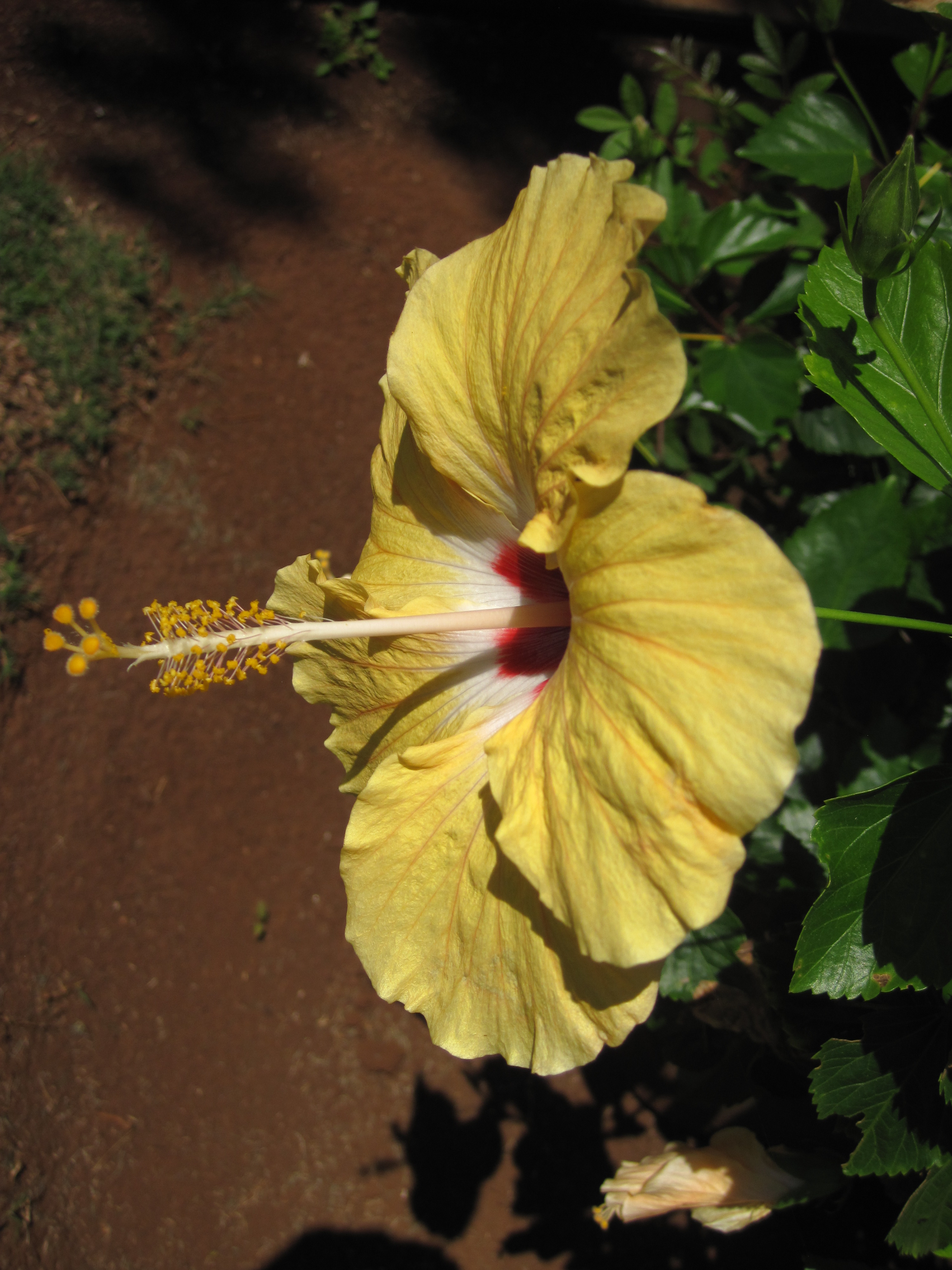 Yellow hibiscus in the Hawaiian Church garden
