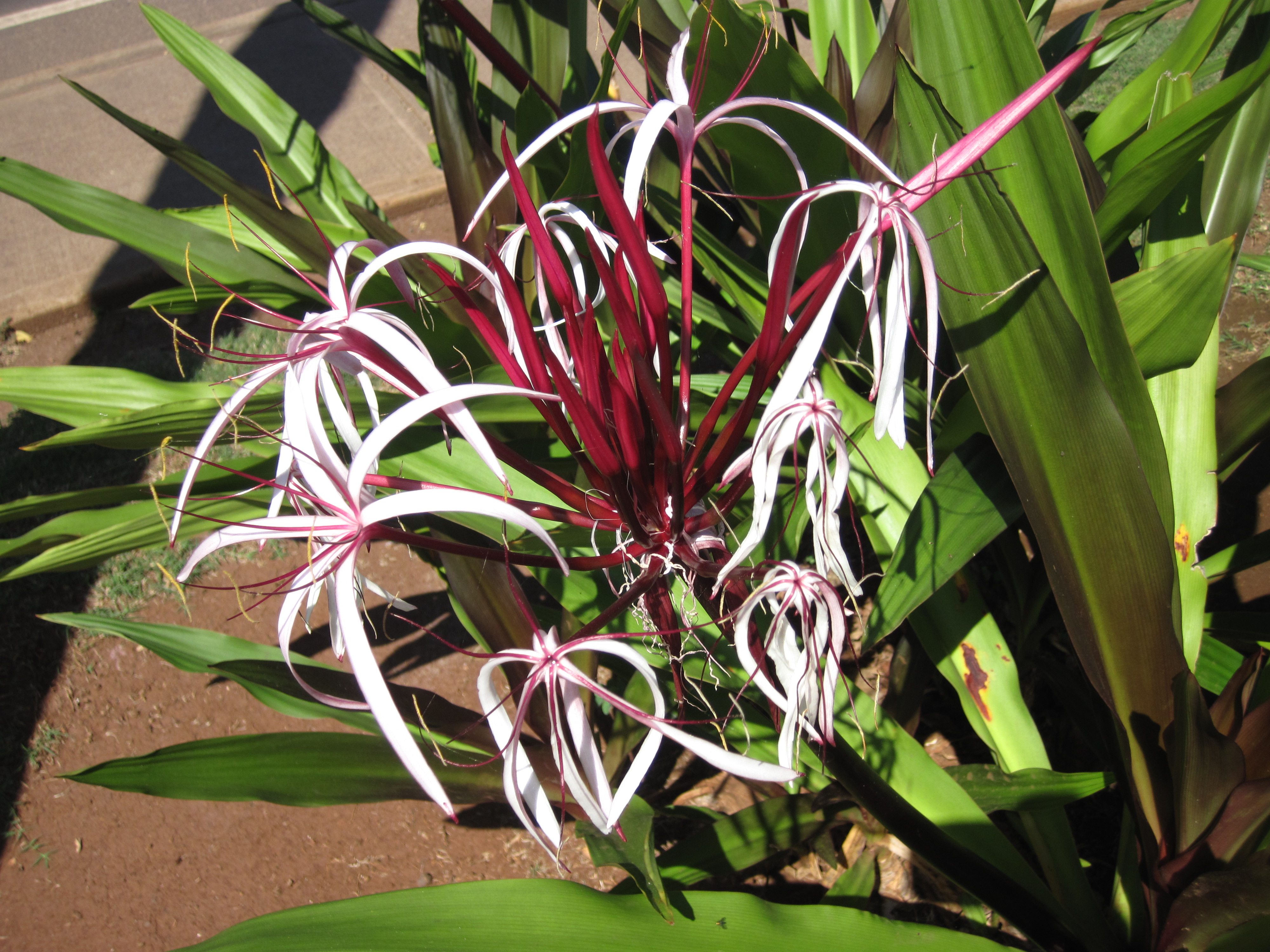 church blooms