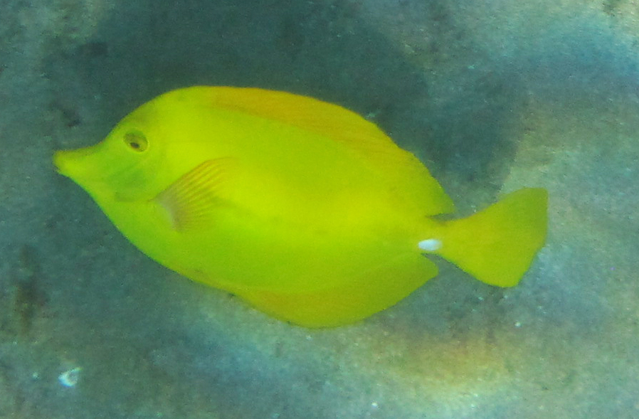 Yellow Tang