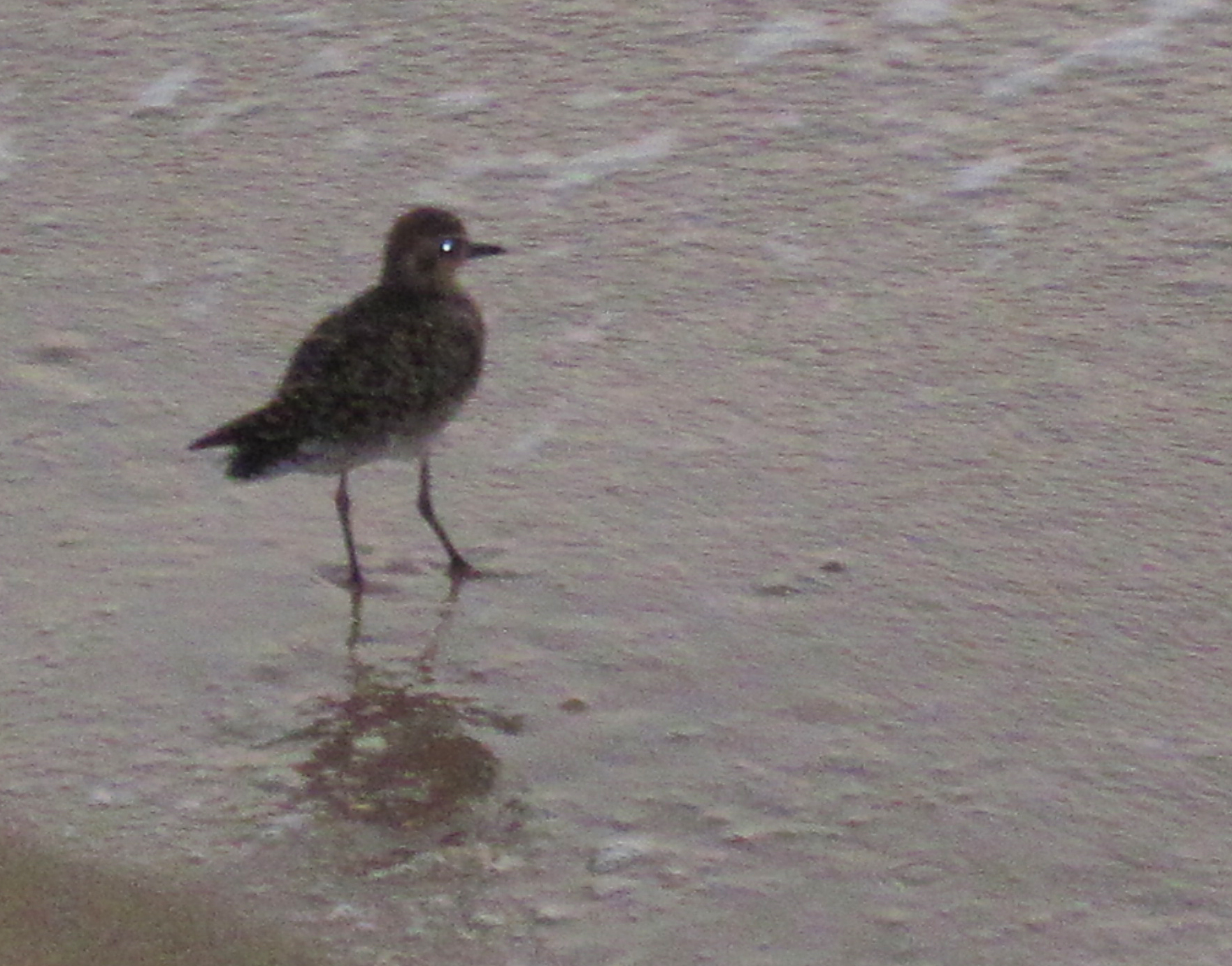 Sunset Sanderling