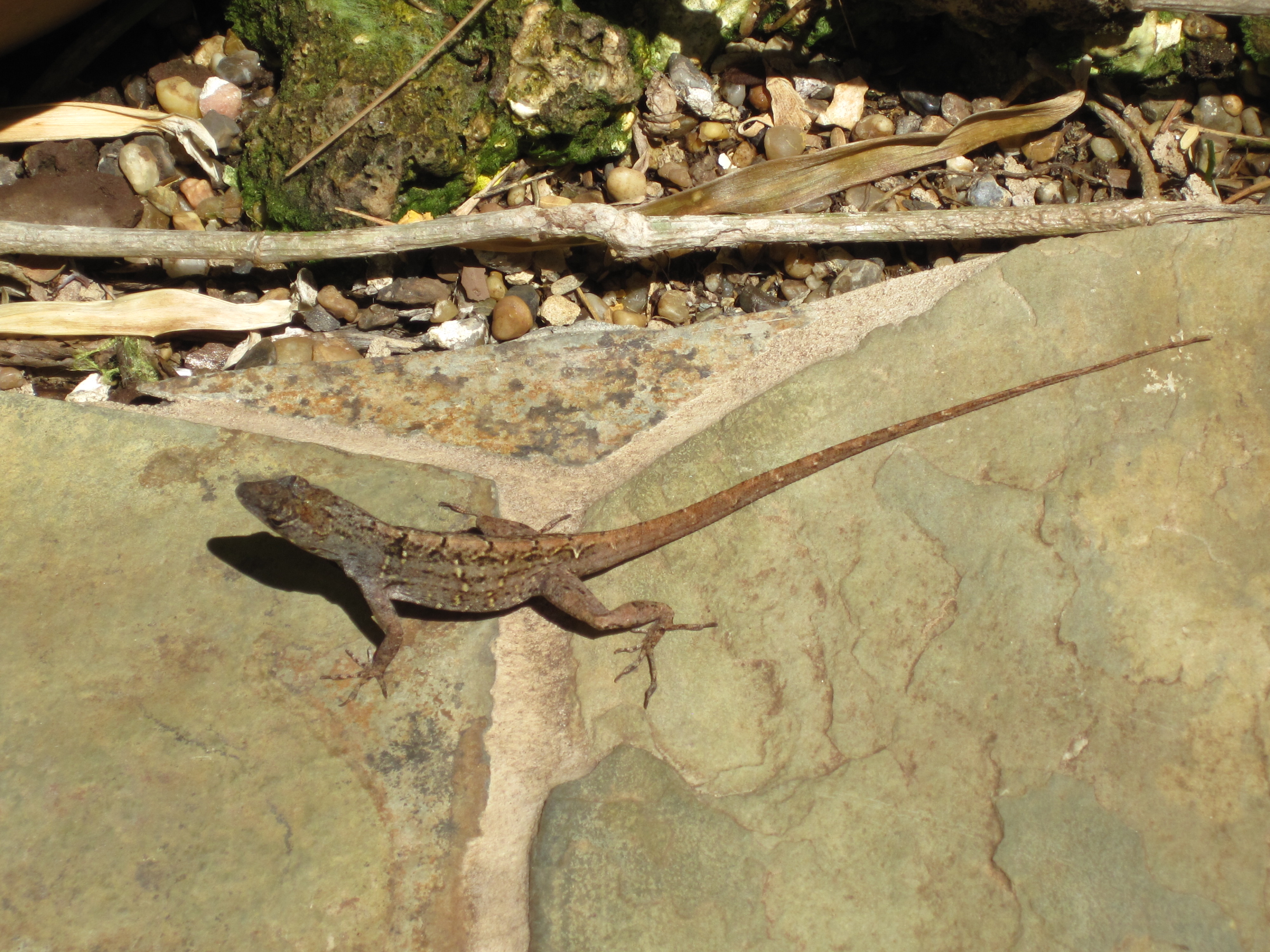 Geckos are really cute!