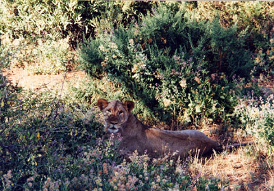First lioness